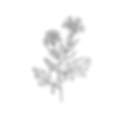 mustard plant.png