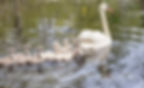 Swan Family Series_18
