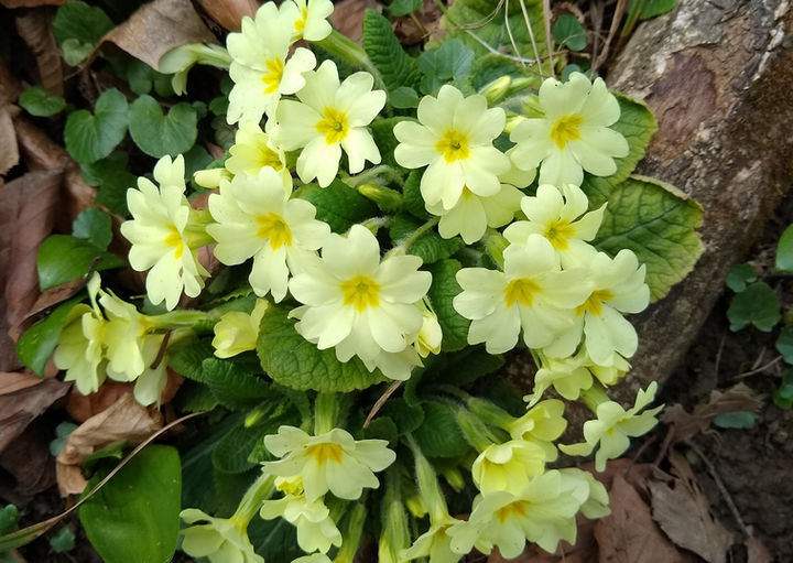 Helle gelbe Schlüsselblumen blühen zwischen braunen Blättern am Waldboden.
