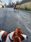 Sunshine. Dog Training Witshire