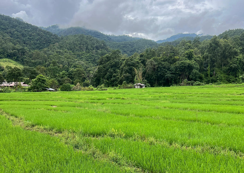 Rice fields flourishing in the rain in Pai, Thailand
