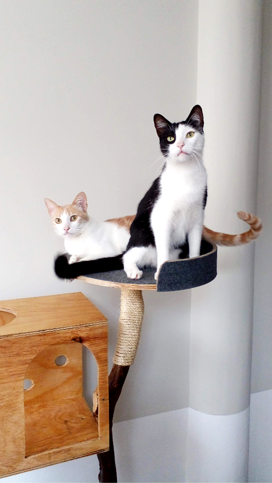 Miniatura: Gymcat con casita - mediano