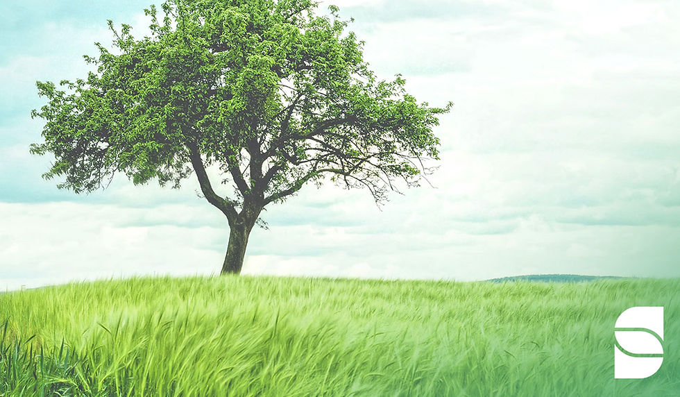Tree Image