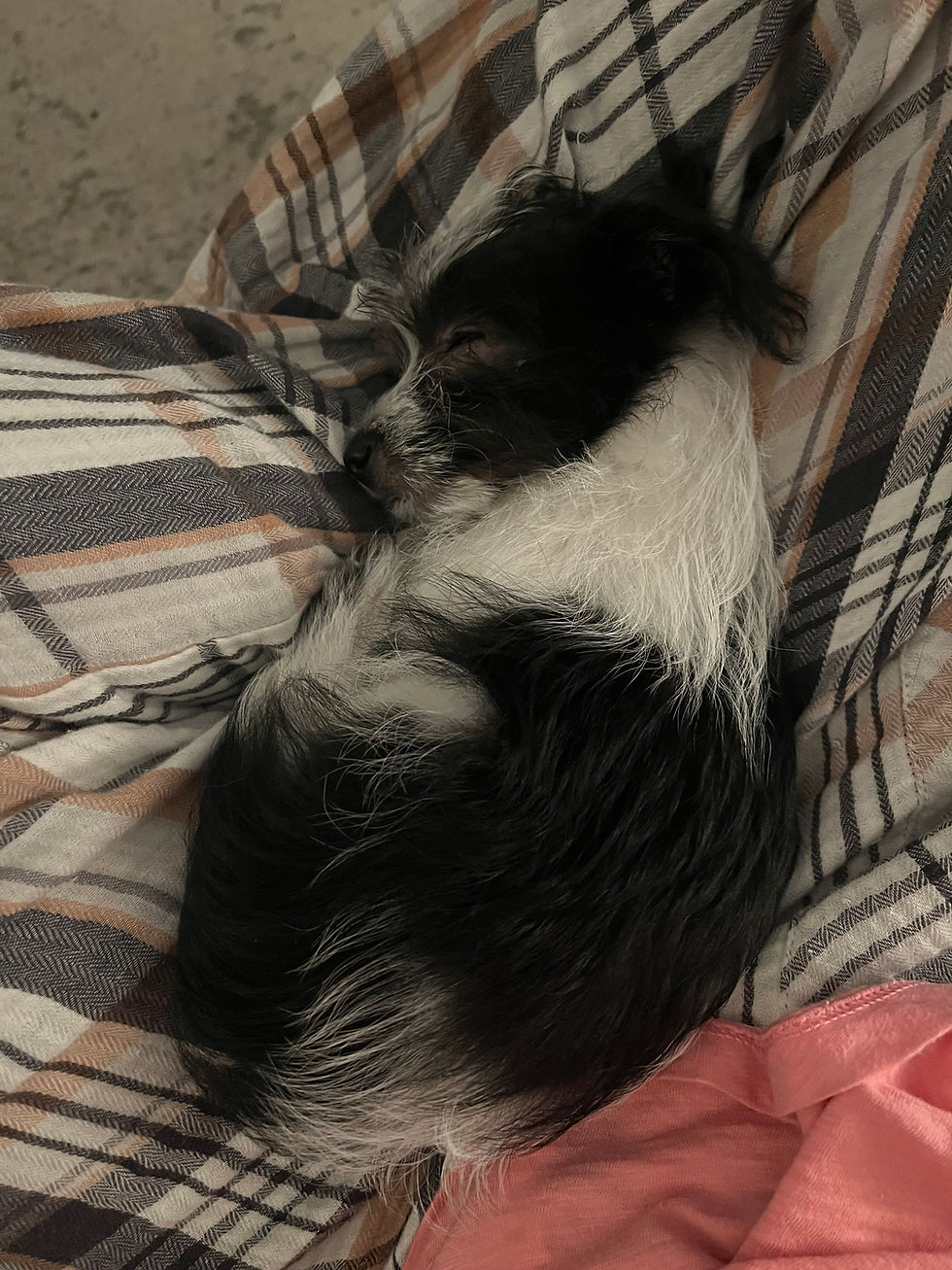 Thumbnail: Applejack