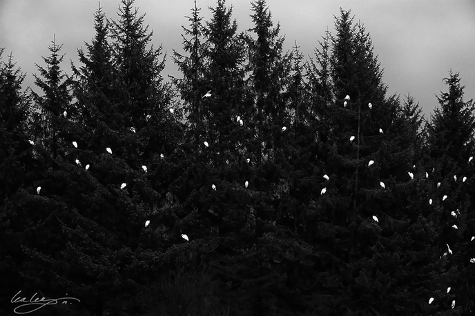 B_Egrets Trees _DSC8940.png