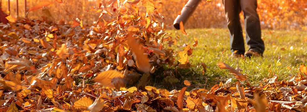Leaf Cleanup