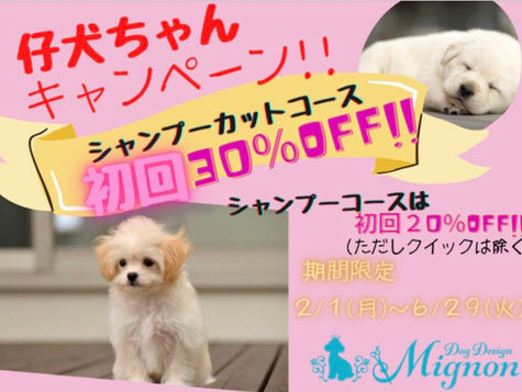 仔犬ちゃん初回キャンペーン