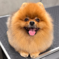 Під турботою майстра 😃