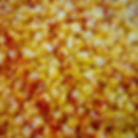 Sweet Corn