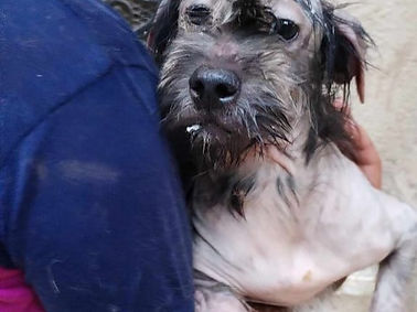 Rescue dog Titan