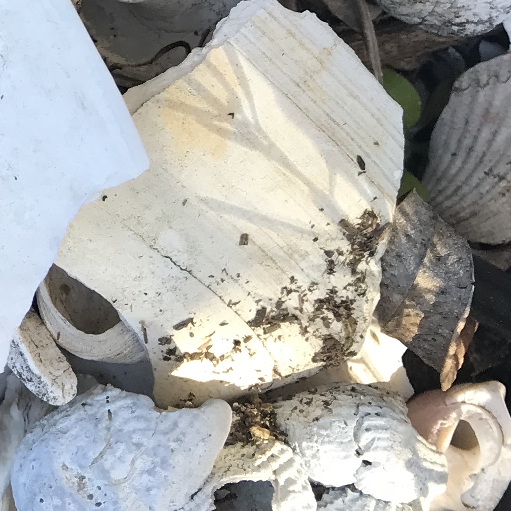 shells