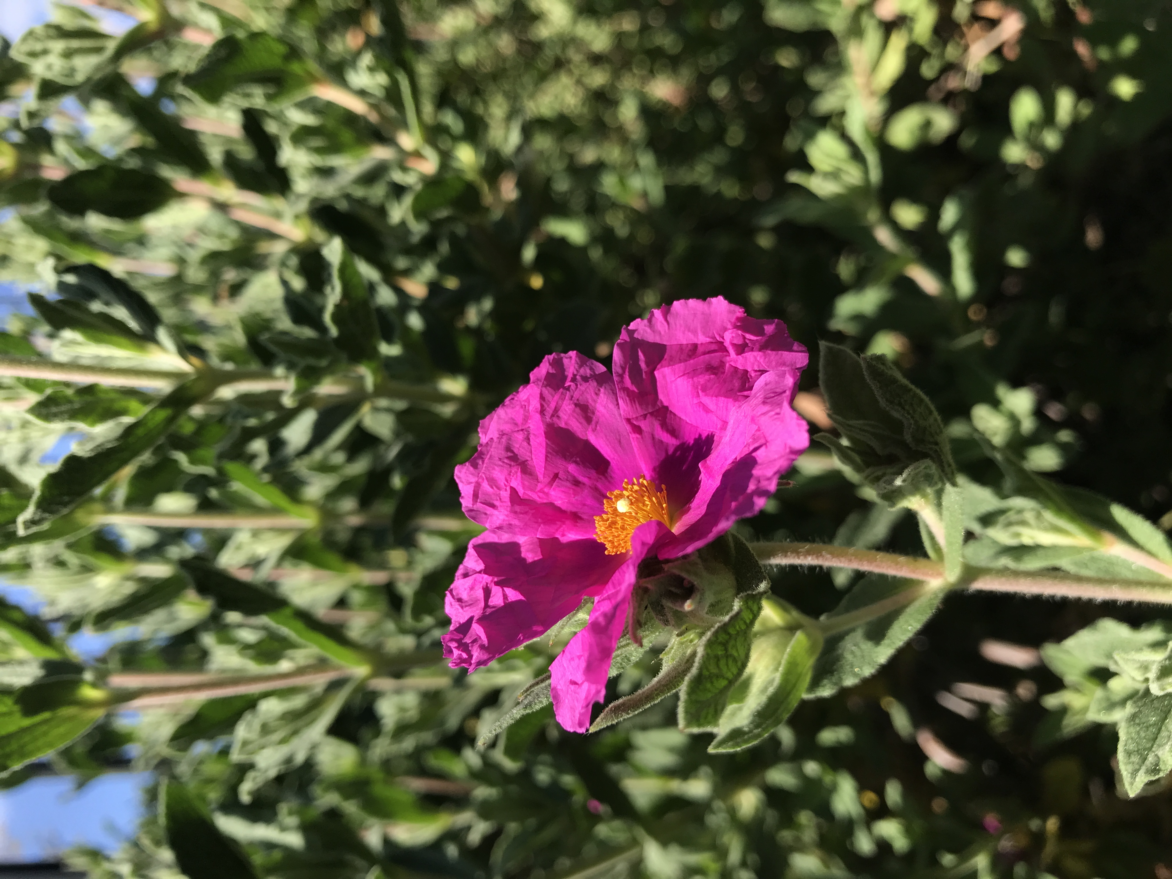 rockrose