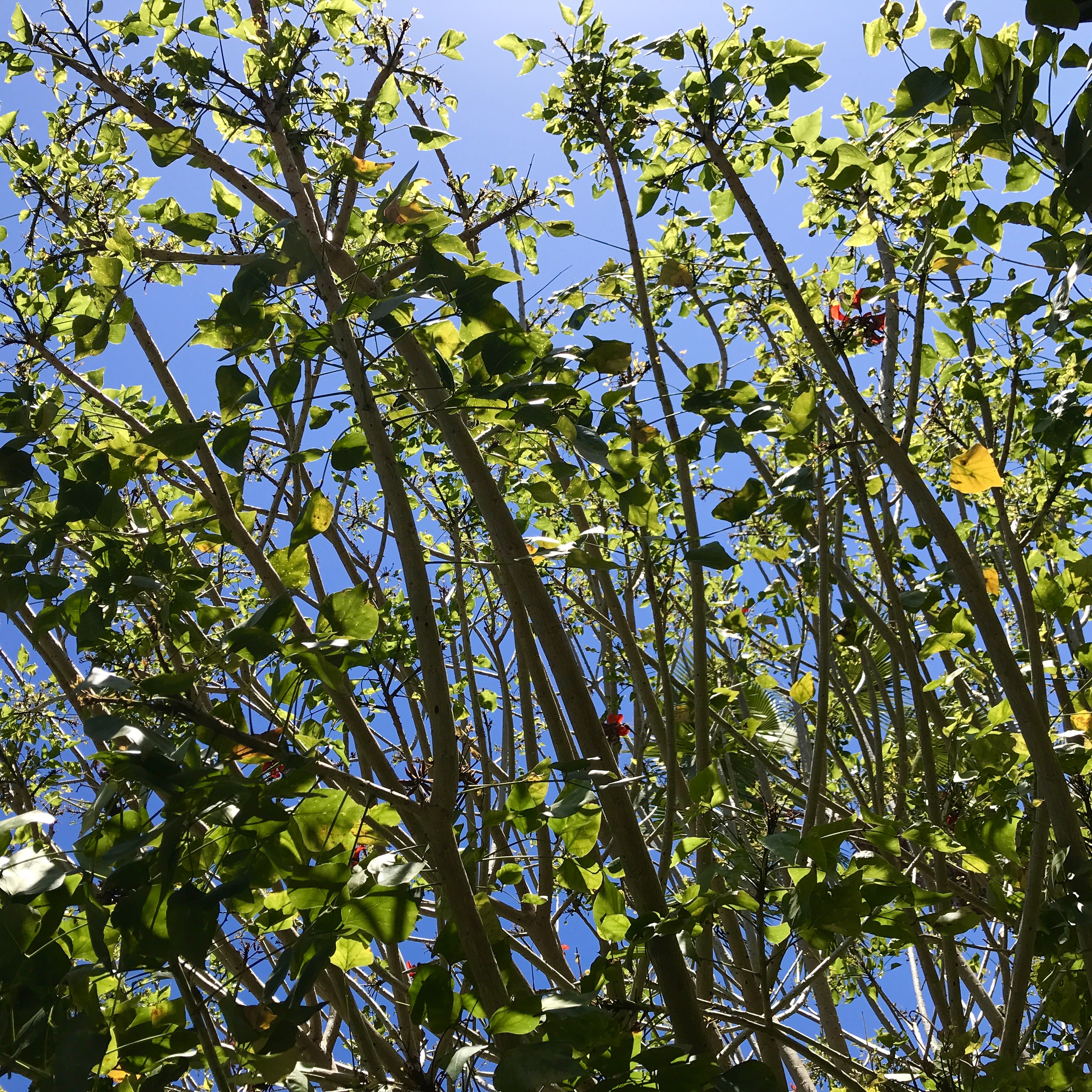 trees