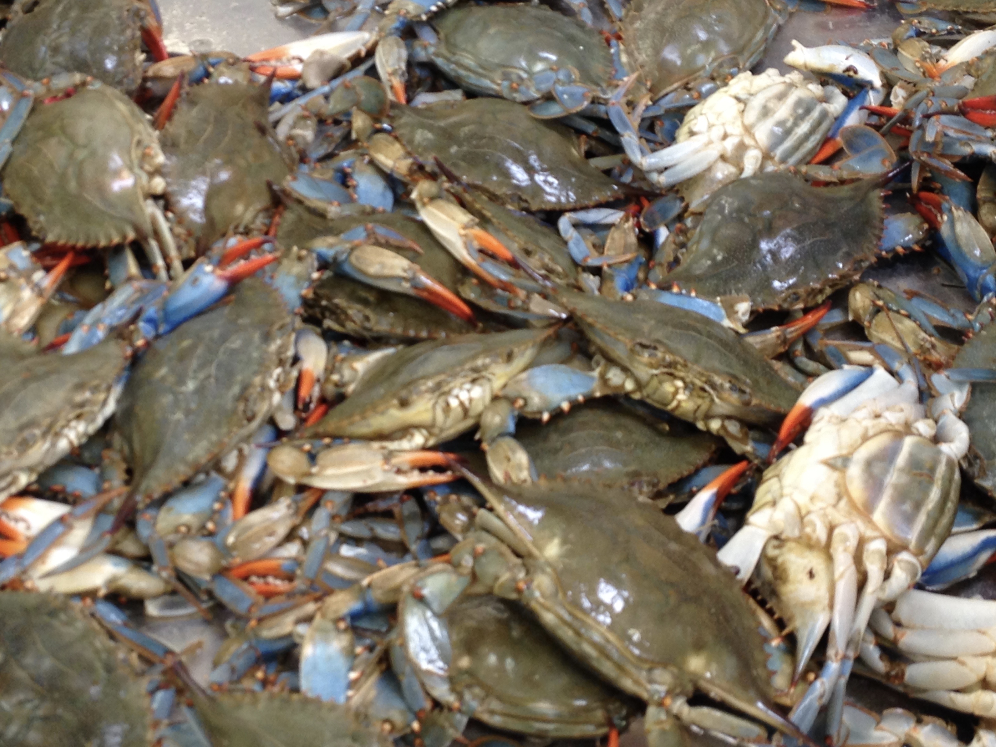 crabs