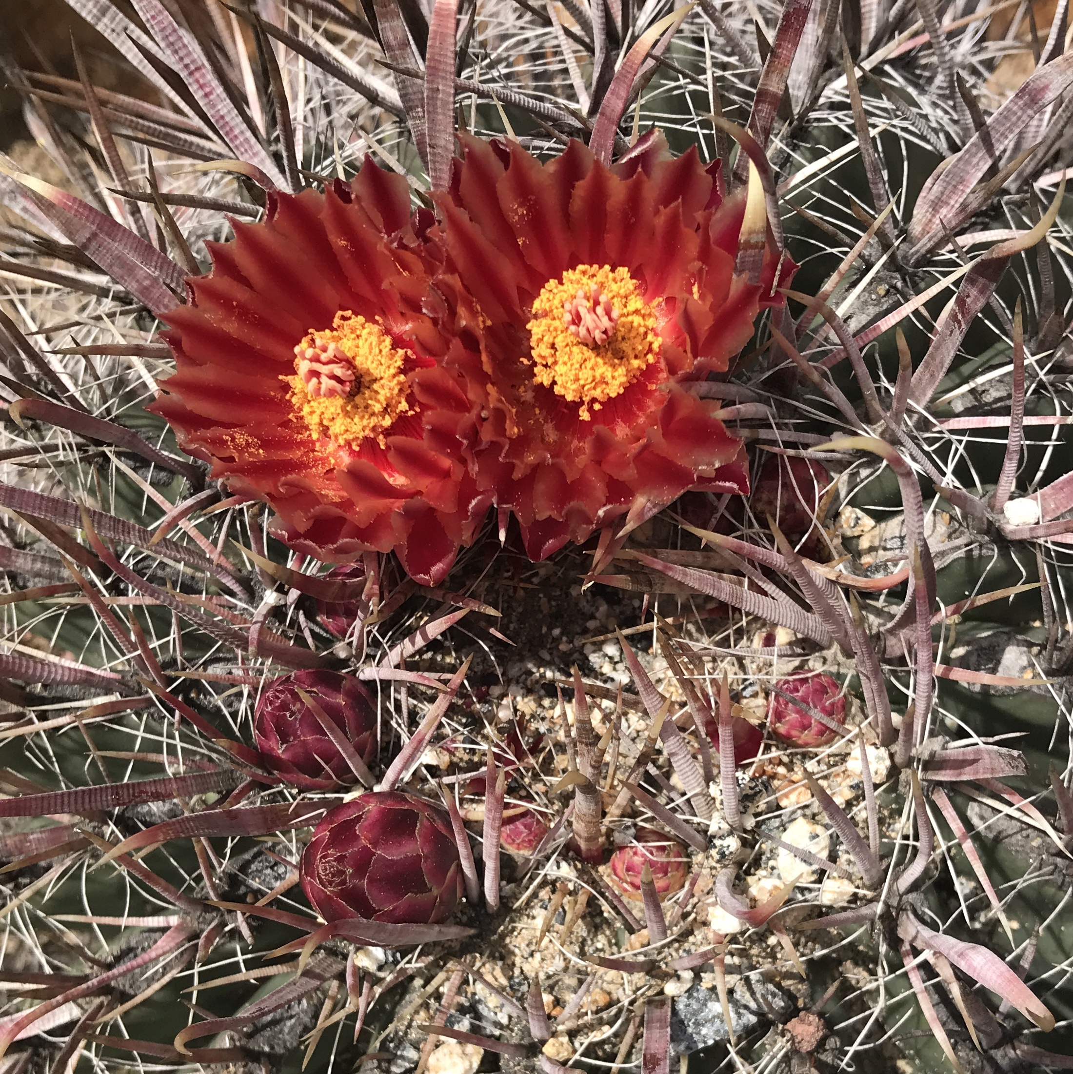 cactus flower
