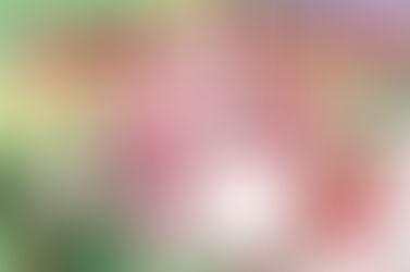 【2/8（日）】「UME-1フェスタ in 梅の里みなべ2026」