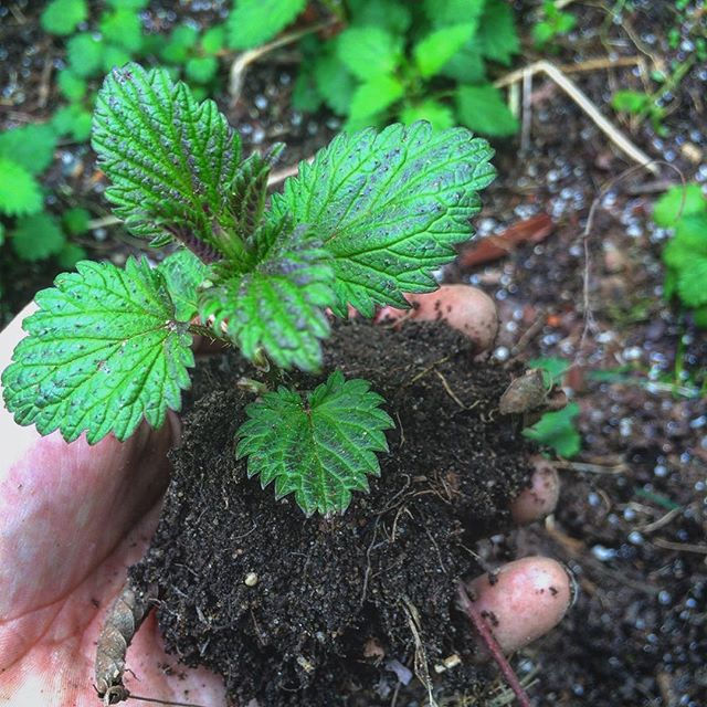 Identifying Baby Plants (FREE!)