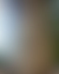 מה הקשר בין עצים, אלוהים, וטיפול אנרגטי?