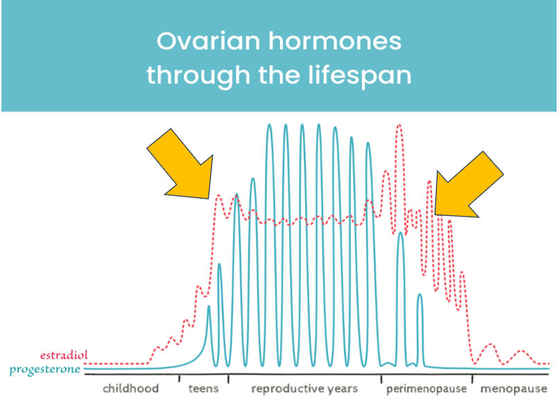 The yellow arrows indicate the times of oestrogen's "greatest hits"! When progesterone is low - teenage years and perimenopausal years.