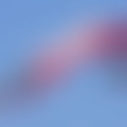 פרחים, צבעים, צורות וכל היופי שמחבר אותם לתרבויות שונות: