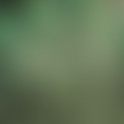 חליטות צמחים - אם זה לא תה אז מה אני שותה בעצם?  -  המשך...