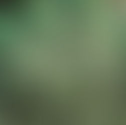 חליטות צמחים - אם זה לא תה אז מה אני שותה בעצם?  -  המשך...