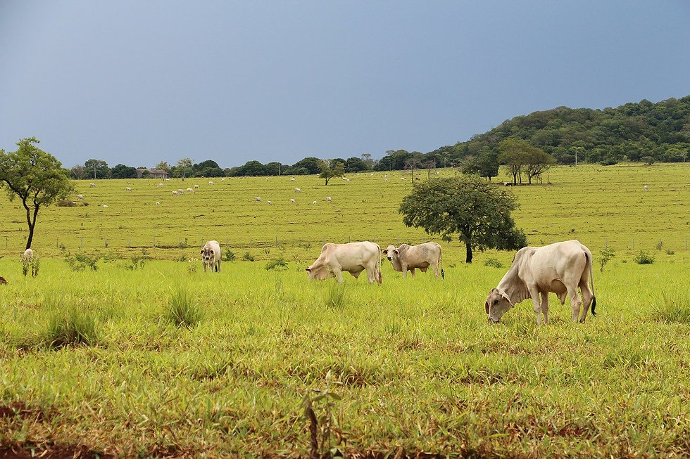field-2635626_1280.jpeg