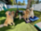 Allthedogs.jpeg