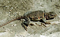Crotaphytus-collaris2a.jpg