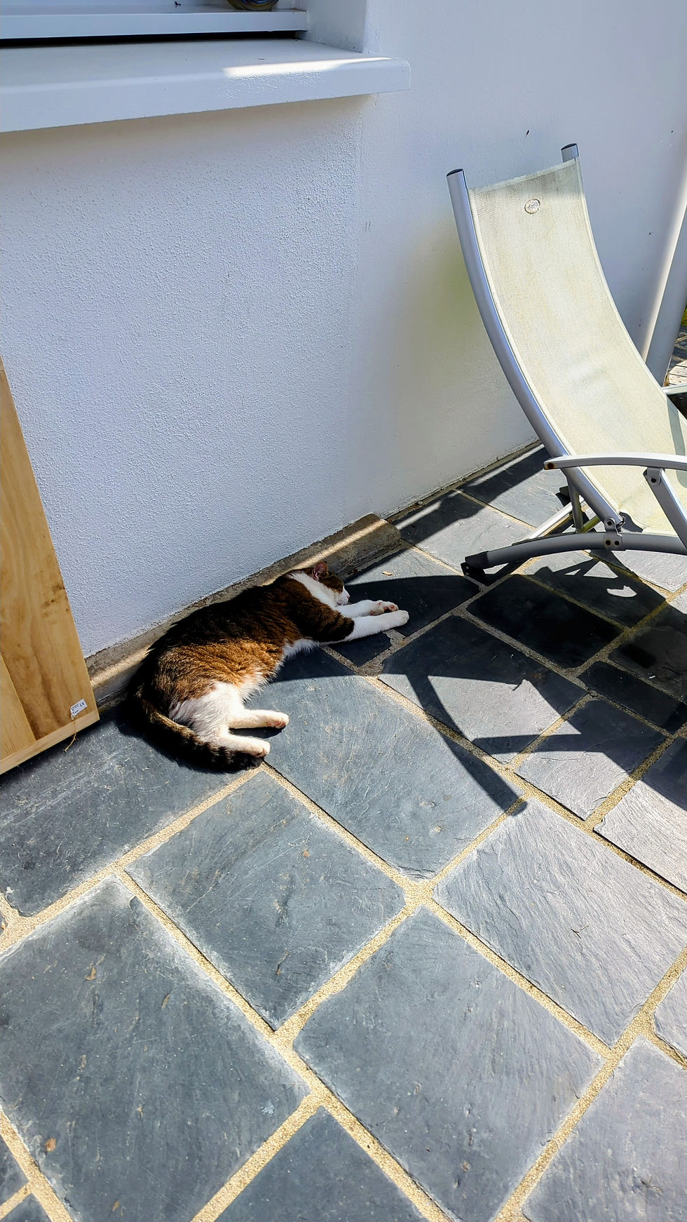 Un chat qui dort sur une terrasse