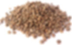 feminized cannabis seeds