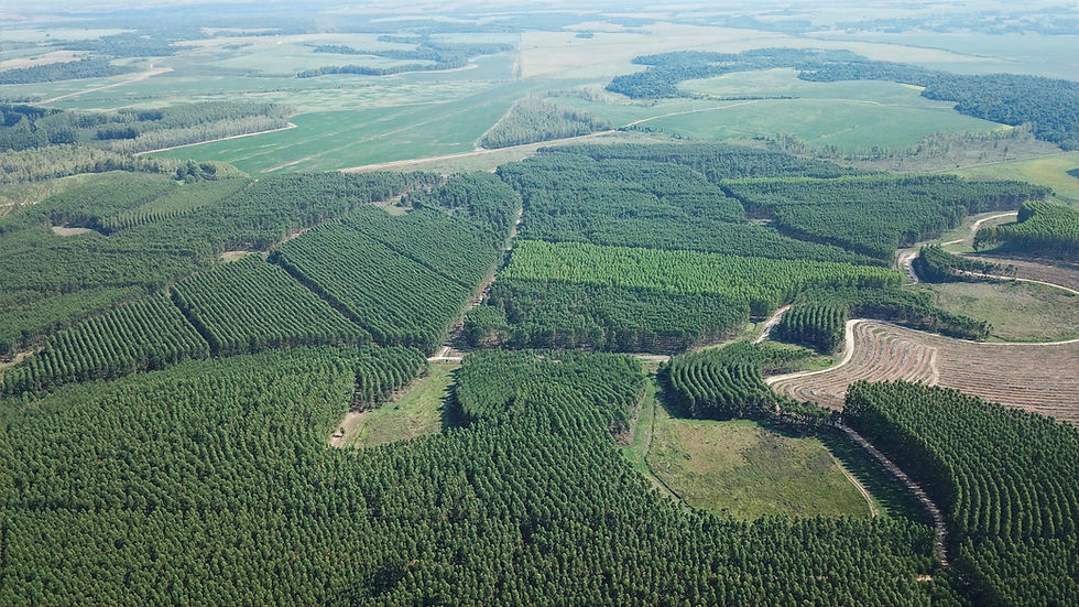 Astarte Capital Partners Joins the International Forestry Coalition