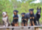 rottweiller malinois berger allemand american staff