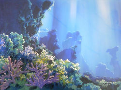 月光のサンゴ礁