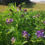Thumbnail: IPM3 Lucerne / Sainfoin Grass Companion Seed (Acre Pack) (SFI)