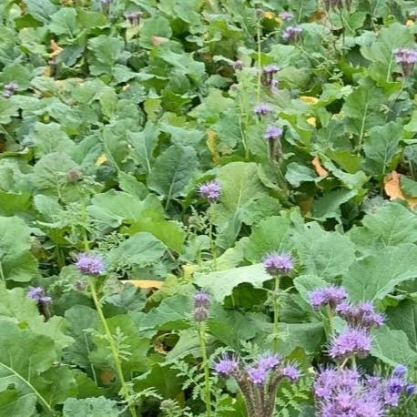 Thumbnail: CSAM2 Organic Grazable Cover Crop (Acre Pack) (SAM2)