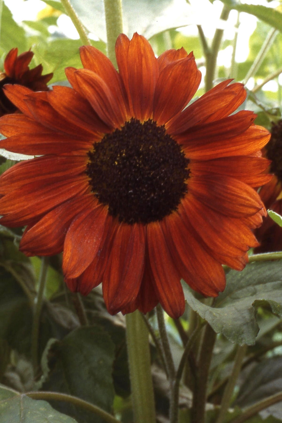 Thumbnail: Coloured Sunflower Seed Mix 100%