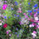 Thumbnail: HC10 The Bees Knees Wildflower Seed Mix 100%