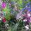 Thumbnail: HC10 The Bees Knees Wildflower Seed 100%