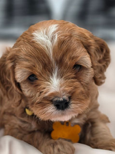 best cavapoo breeder on Texas