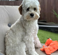 Cream Labradoodle sitting beside a chew toy on a patio chair