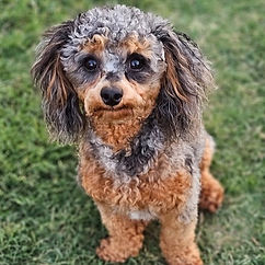 best cavapoo breeder in TX