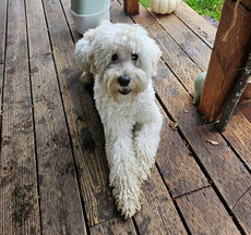 cream Australian Labradoodle stud male lying on wood deck