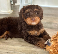 Kevin, a chocolate phantom Australian Labradoodle male stud lying on tile floor