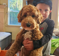 Ash, a mini red Australian Labradoodle, being held by young boy
