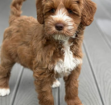Linnie, a caramel Australian Labradoodle puppy, walking across a deck with her tail up