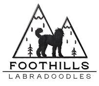 Foothills Labradoodles Washington State