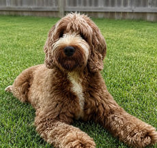 Red Labradoodle lying in the grass in a fenced backyard, full body view
