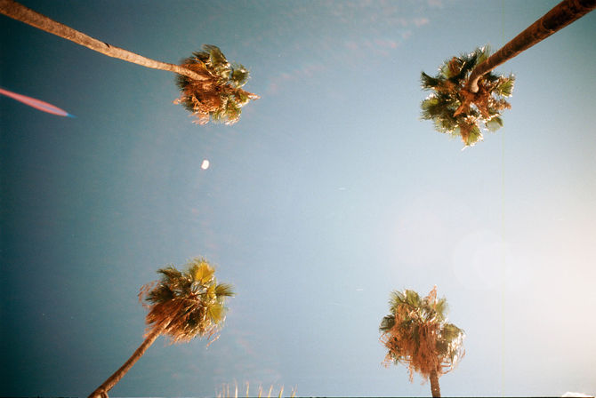 foto analogica alberi palermo cielo azzurro