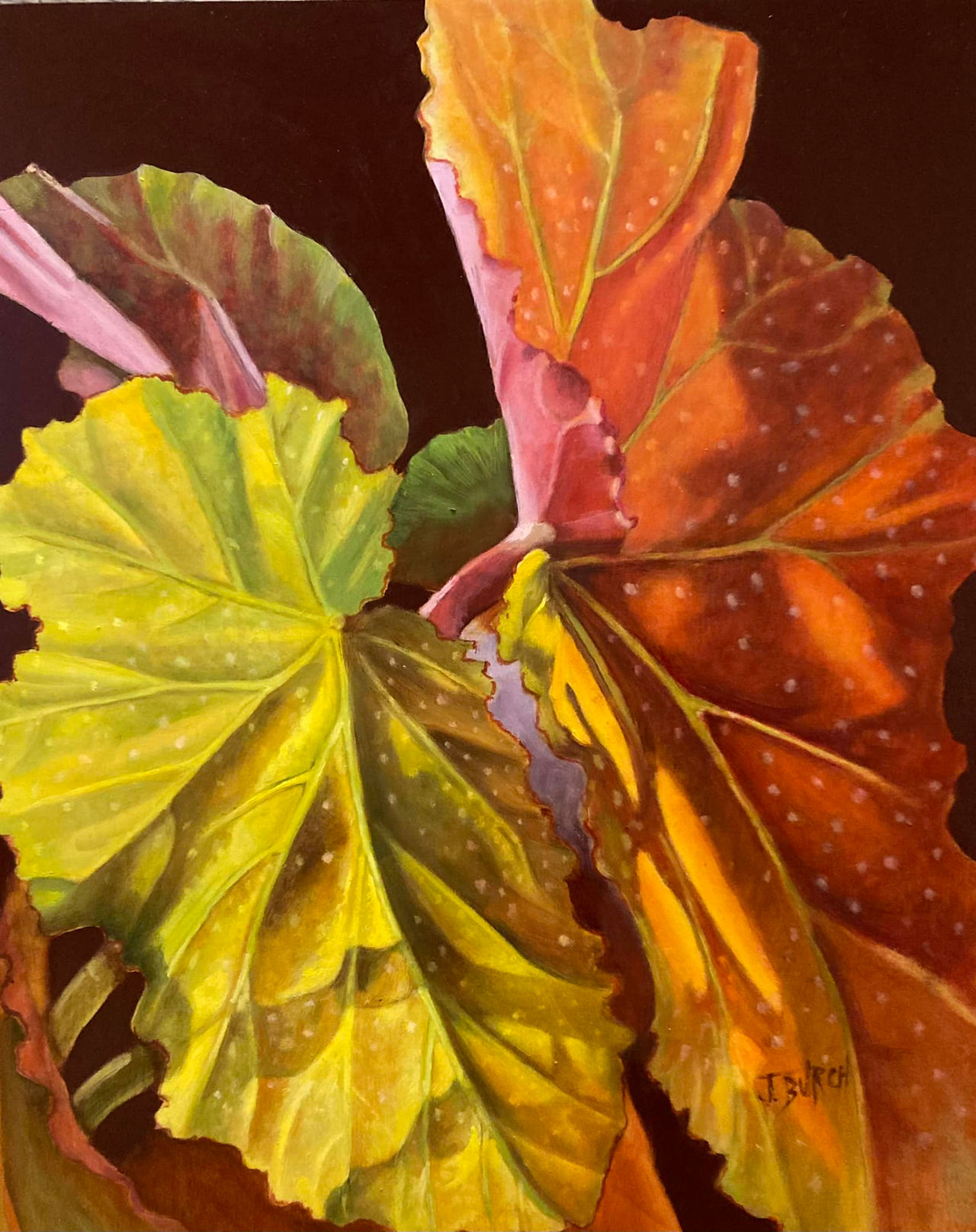 Begonia Celebration - oil on panel - 16x20